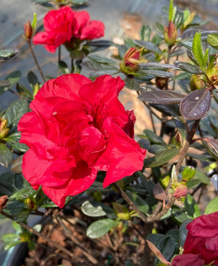 [7/22/26 KC A5] Autumn Fire Encore Azalea - Reblooming Red Evergreen Shrub