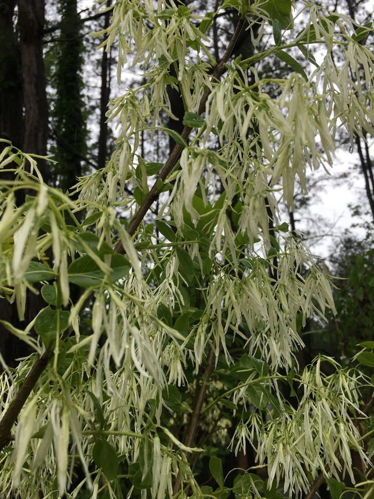 [copy-of-fringe-tree-or-grancy-graybeard-3g-container-sold-out] White Fringe Tree (Old Man's Beard) - Chionanthus virginicus (3 gallon container)