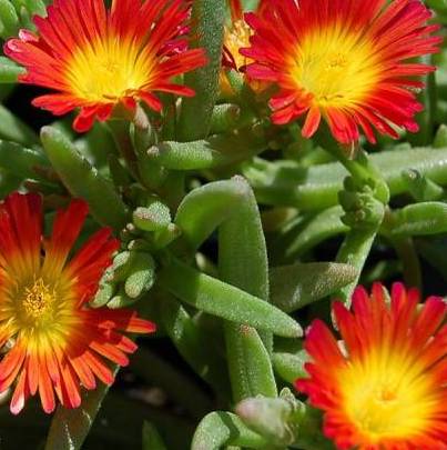 Fire Wonder Ice Plant - Wheels of Wonder Series