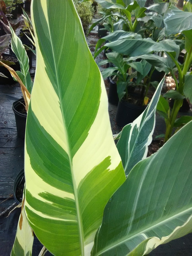 Stuttgart Canna Lily - Variegated Green & White Foliage