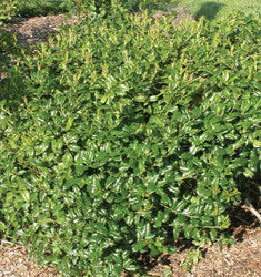 [12348048-5g-container] China Boy Holly - Evergreen Male Pollinator Holly