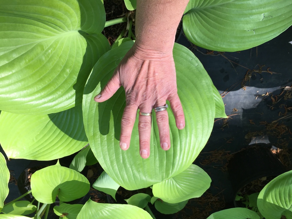 [123589772-2g-container] Sum and Substance Hosta – Giant Chartreuse Shade Perennial (2 gallon container)
