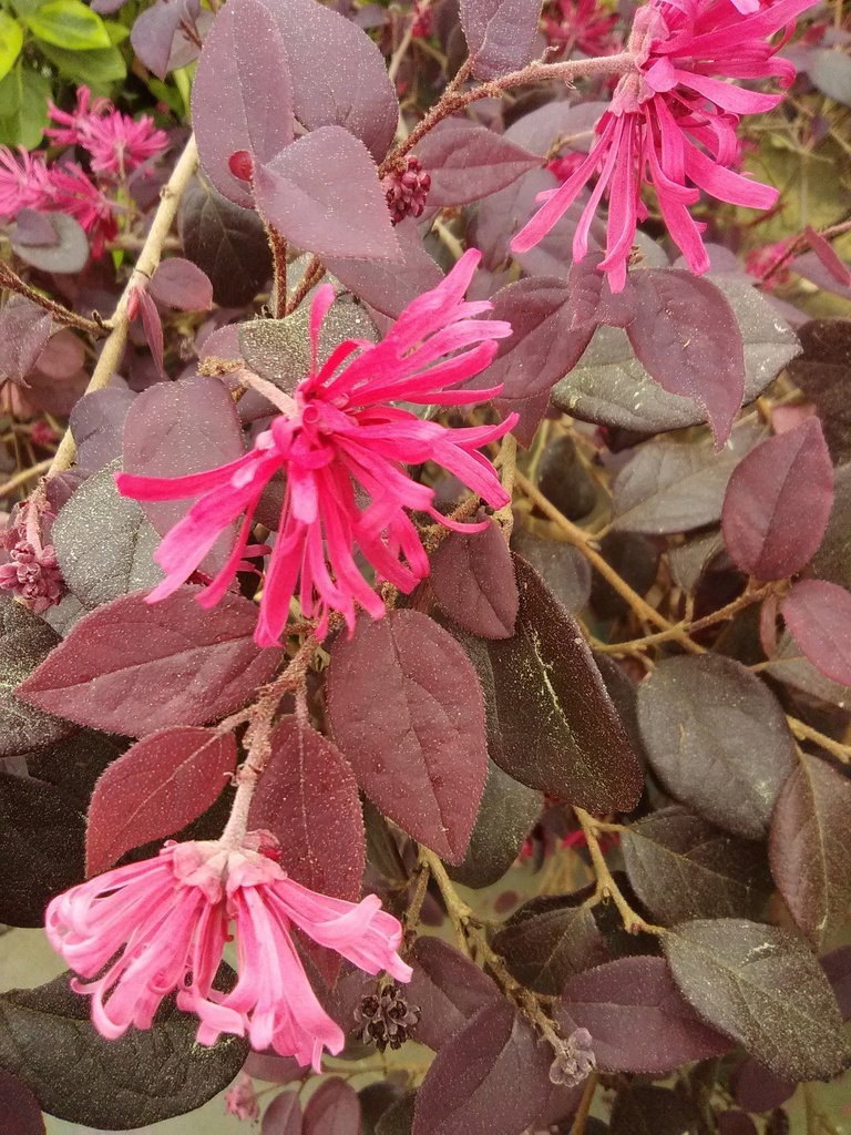 [123589437-3g-container] Purple Diamond Loropetalum - Dwarf Fringe Flower Shrub (3 gallon container)