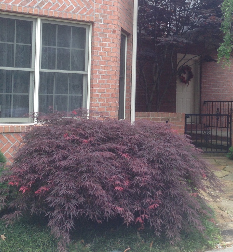 Tamukeyama Japanese Maple - Acer palmatum 'Tamukeyama'