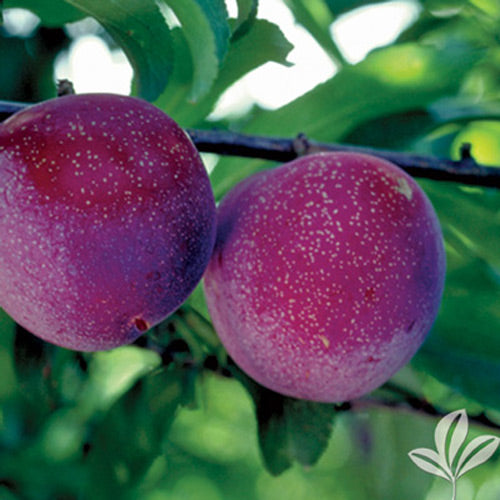 [12348532-7g-container] Santa Rosa Plum Tree - Self-Pollinating Fruiting Plum