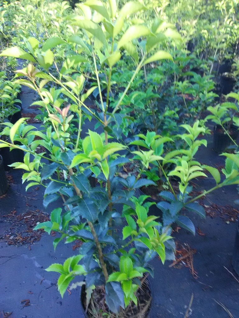 Fortune's Tea Olive (Osmanthus x fortunei) - B&B & Container