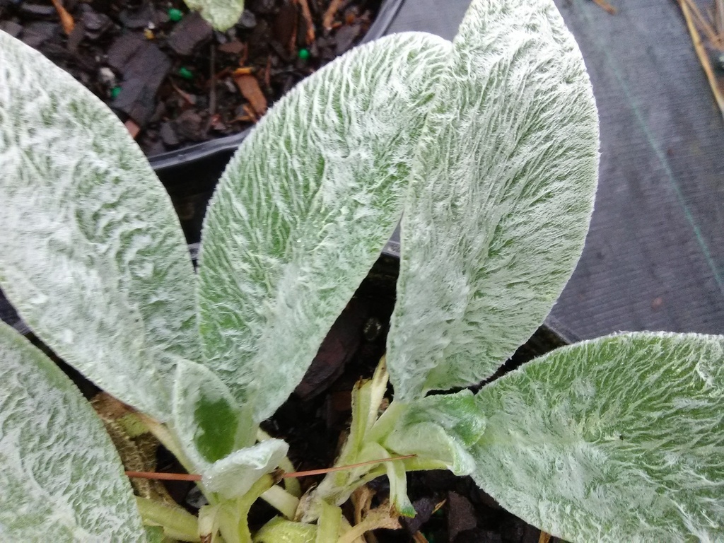 Lamb's Ears (Stachys byzantina) – Silvery Perennial