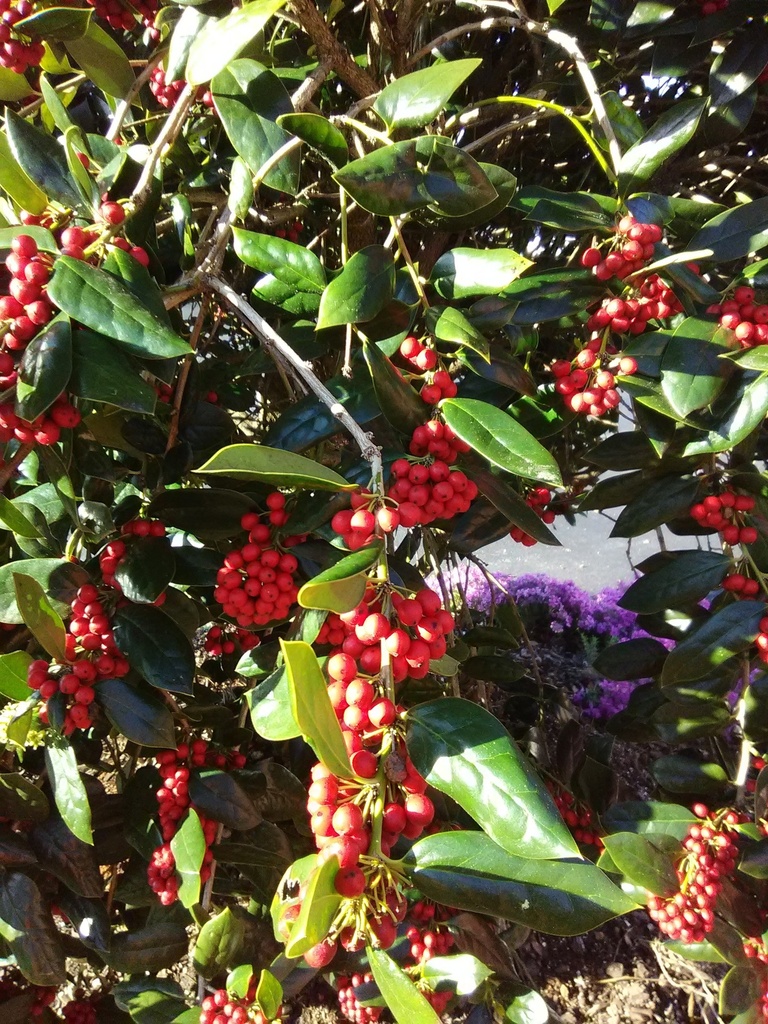 Ilex cornuta 'Burfordii Nana' - Dwarf Burford Holly