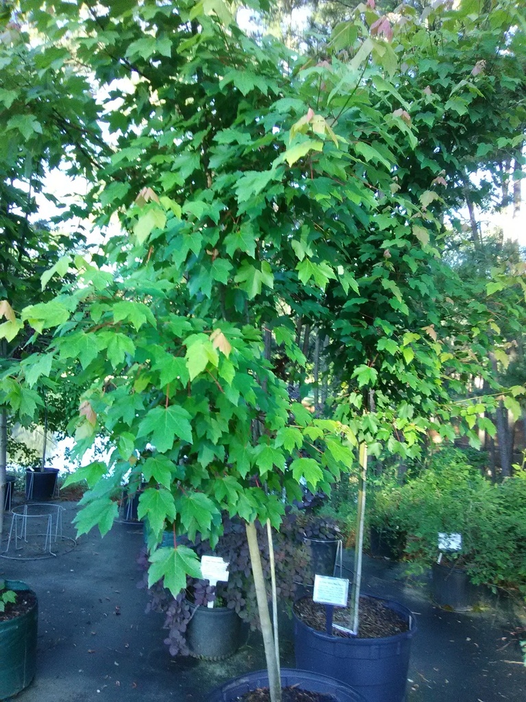 Acer rubrum 'October Glory' - October Glory Red Maple
