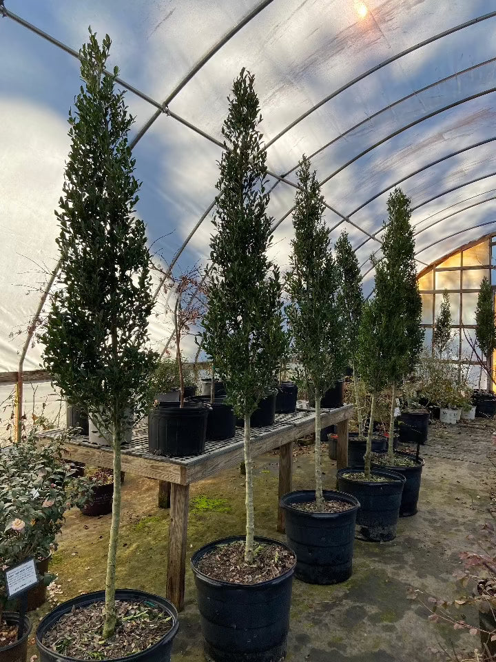 [emerald-japanese-holly-15g-container-sold-out] Emerald Japanese Holly - Cone Topiary