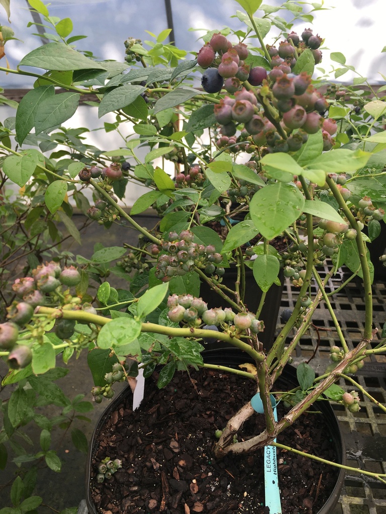 [123589883-3g-container-sold-out] Legacy Blueberry - Highbush Semi-Evergreen Fruiting Shrub (3 gallon container)