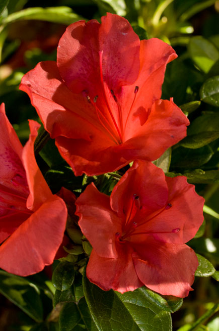 Autumn Sunset Encore Azalea (Rhododendron 'Roblen')