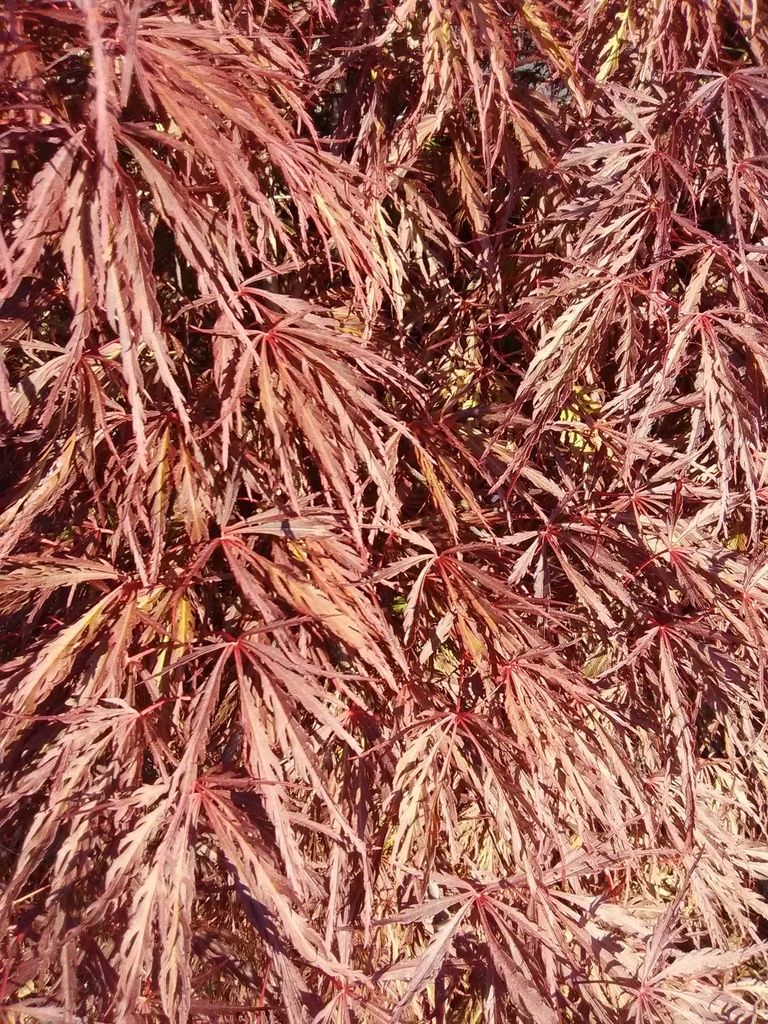 [123589758-3g-container] Crimson Queen Japanese Cutleaf Maple (3 gallon container)