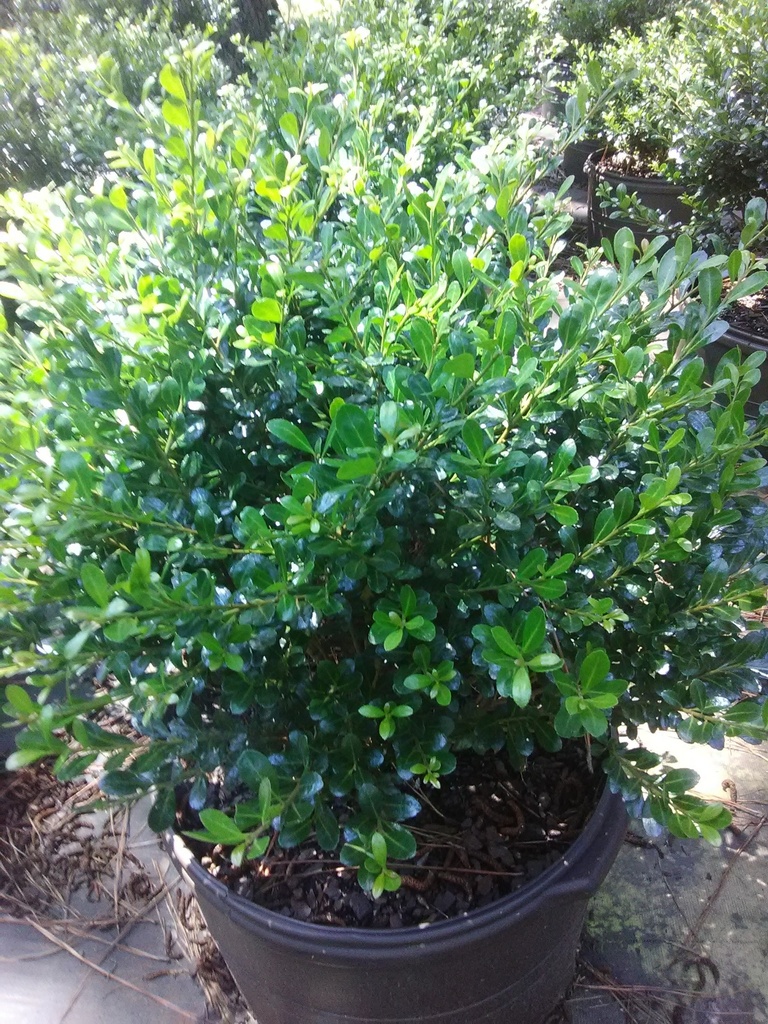 Compacta Japanese Holly (Ilex crenata 'Compacta')