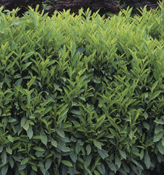 Skip Laurel (Schip Laurel) - Prunus laurocerasus 'Schipkaensis'