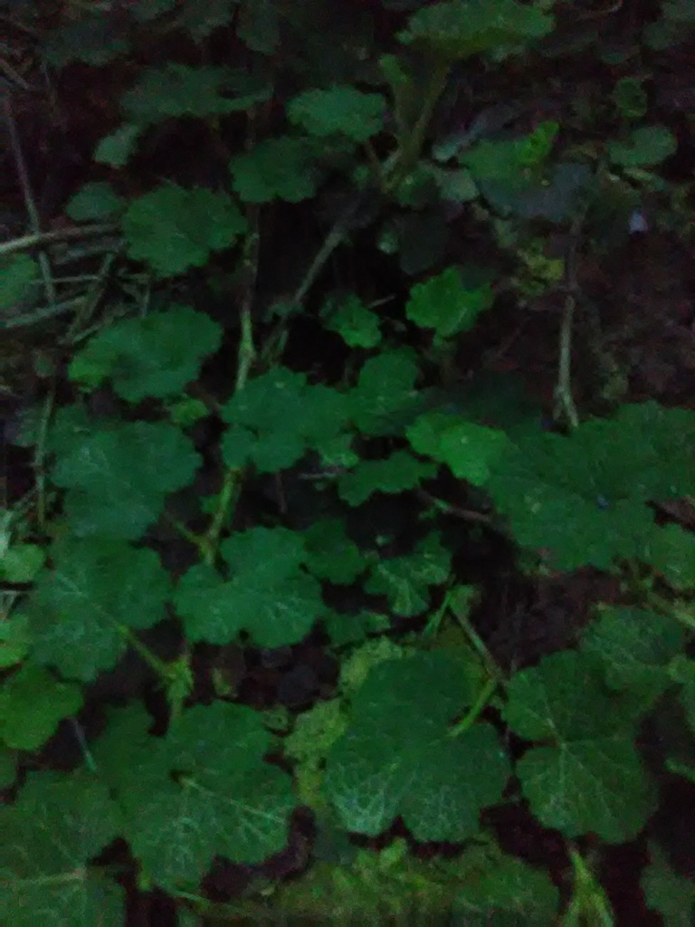 [123589345-1g-container] Creeping Bramble (Creeping Raspberry) - Rubus calycinoides (1 gallon container)