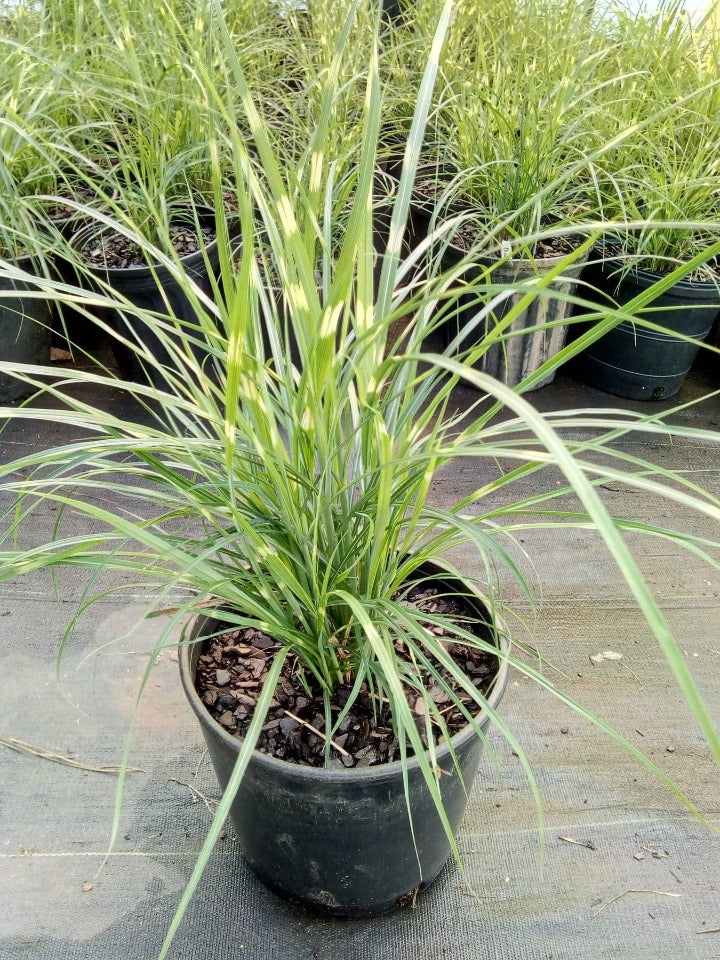 [123589125-2g-container] Little Zebra Grass – Dwarf Miscanthus sinensis 'Little Zebra' (2 gallon container)