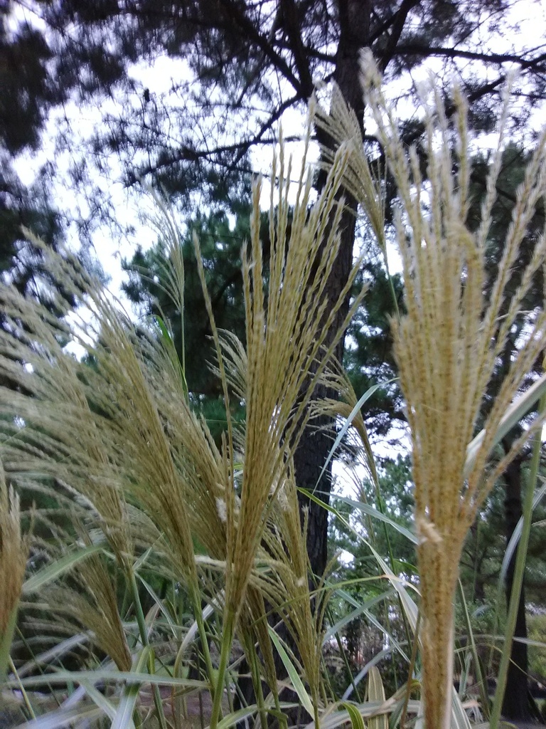 [123589122-3g-container] Cosmopolitan Silver Grass - Miscanthus sinensis 'Cosmopolitan' (3 gallon container)