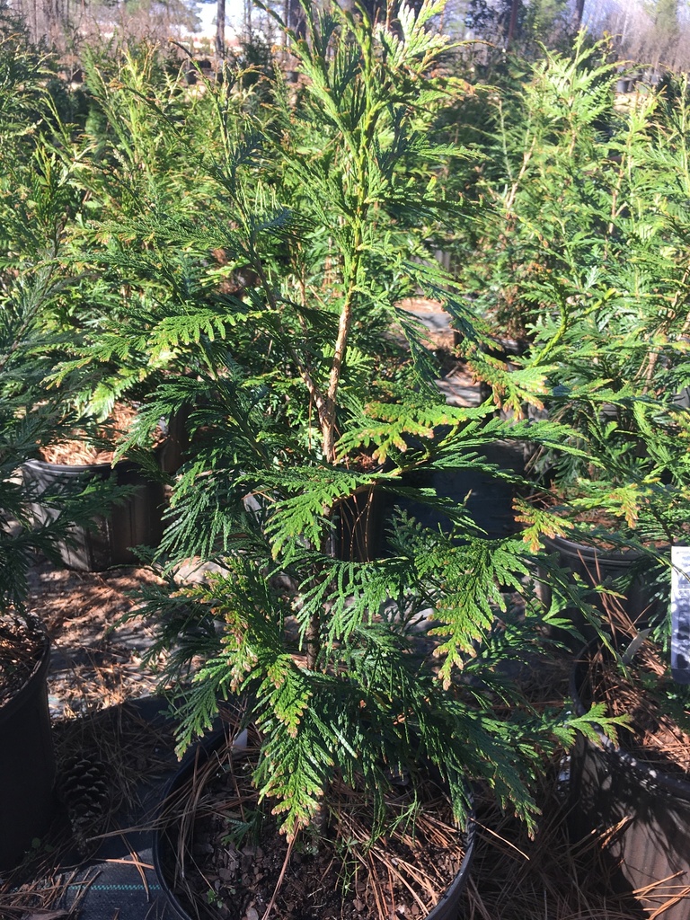 Spring Grove Western Arborvitae | Thuja plicata 'Grovepli'