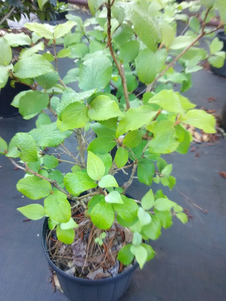 Cayuga Viburnum - Fragrant White Flowering Shrub