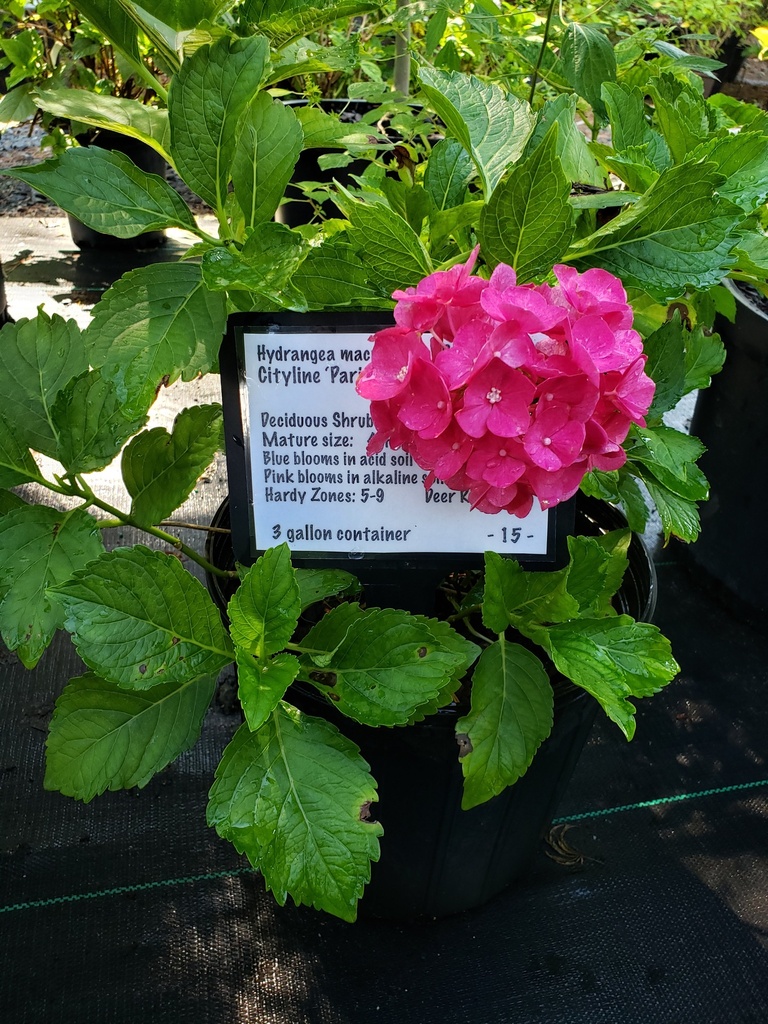 Hydrangea macrophylla 'Paris Rapa'- Cityline Paris Bigleaf Hydrangea