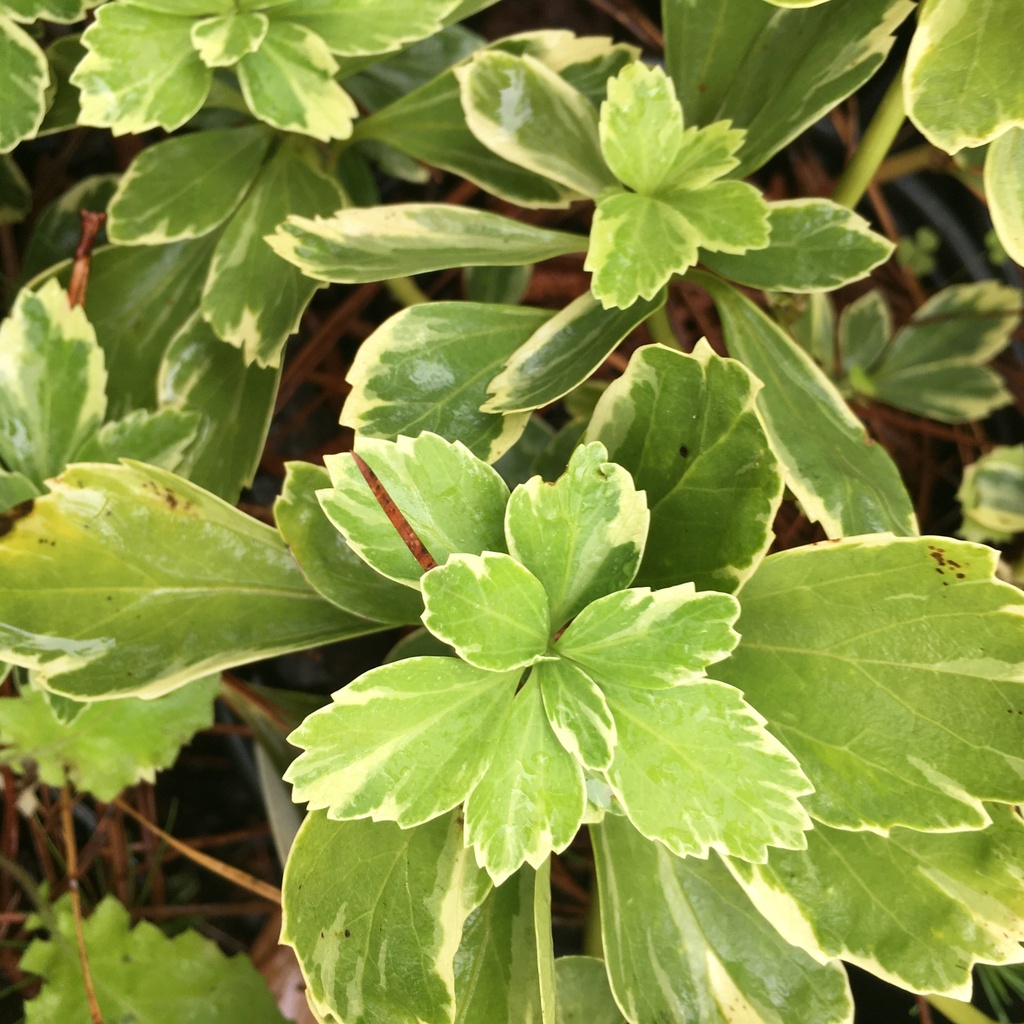 Variegated Pachysandra 'Silver Edge' – Evergreen Ground Cover