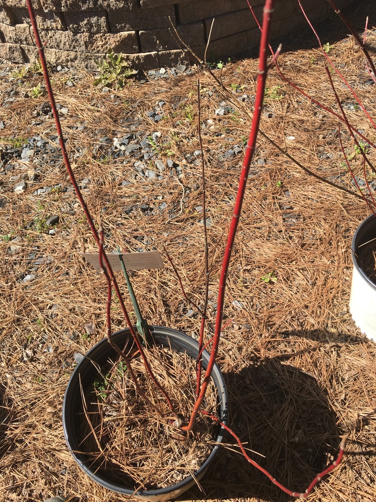 [123588859-3-gallon-container] Arctic Fire Red Twig Dogwood - Dwarf Compact Shrub (3 gallon container)