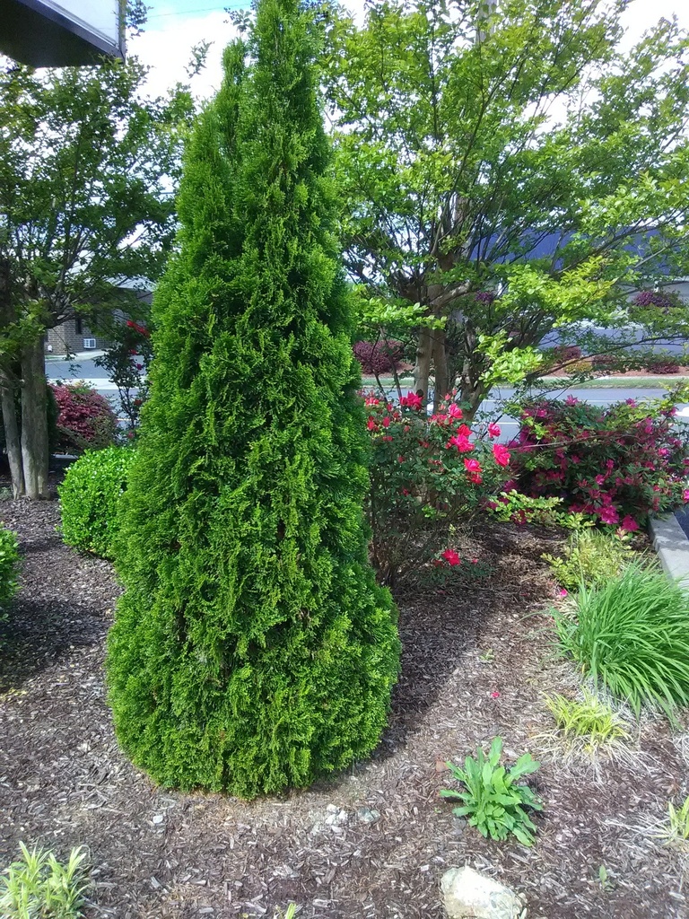 [123588828-3g-container] Emerald Green Arborvitae | Thuja occidentalis 'Smaragd' (3 gallon container)