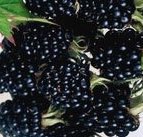 Triple Crown Thornless Blackberry