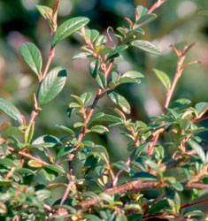 [123588560-2g-container-sold-out] Scarlet Leader Cotoneaster – Evergreen Groundcover Shrub (2 gallon container)