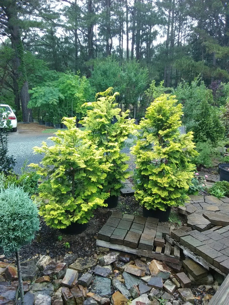 [123588550-3g-container] Hinoki Gold Plume Cypress (Chamaecyparis obtusa 'Crippsii') (3 gallon container)
