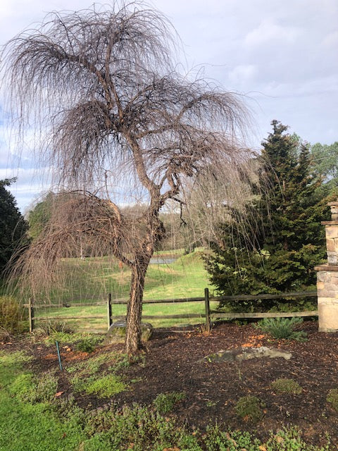 [123588289-7g-container-sold-out] Weeping River Birch 'Summer Cascade' (7 gallon container)