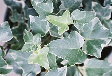 [123588224-1g-container] Glacier Variegated English Ivy - Evergreen Groundcover Vine