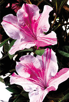 Autumn Twist Encore Azalea (Rhododendron 'Conlep')