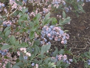 [12348610-3g-container] Climax Rabbiteye Blueberry