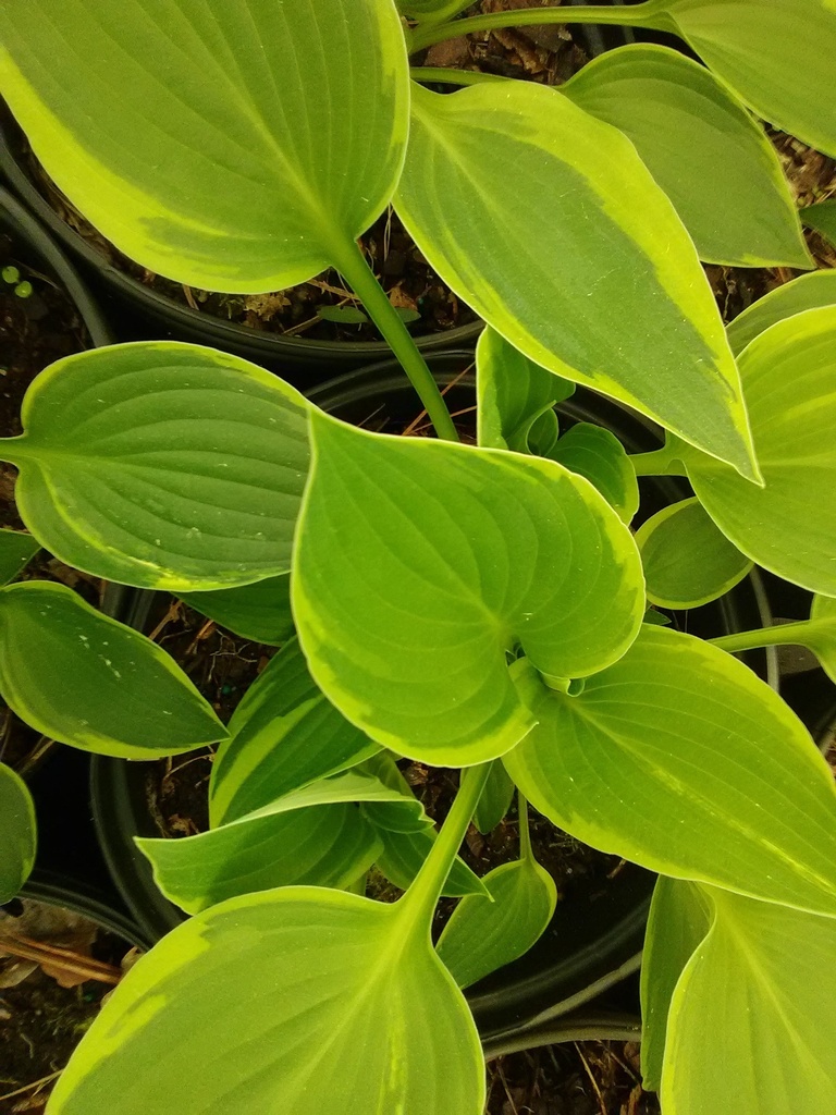 [12348503-2g-container] Albo Marginata Variegated Hosta