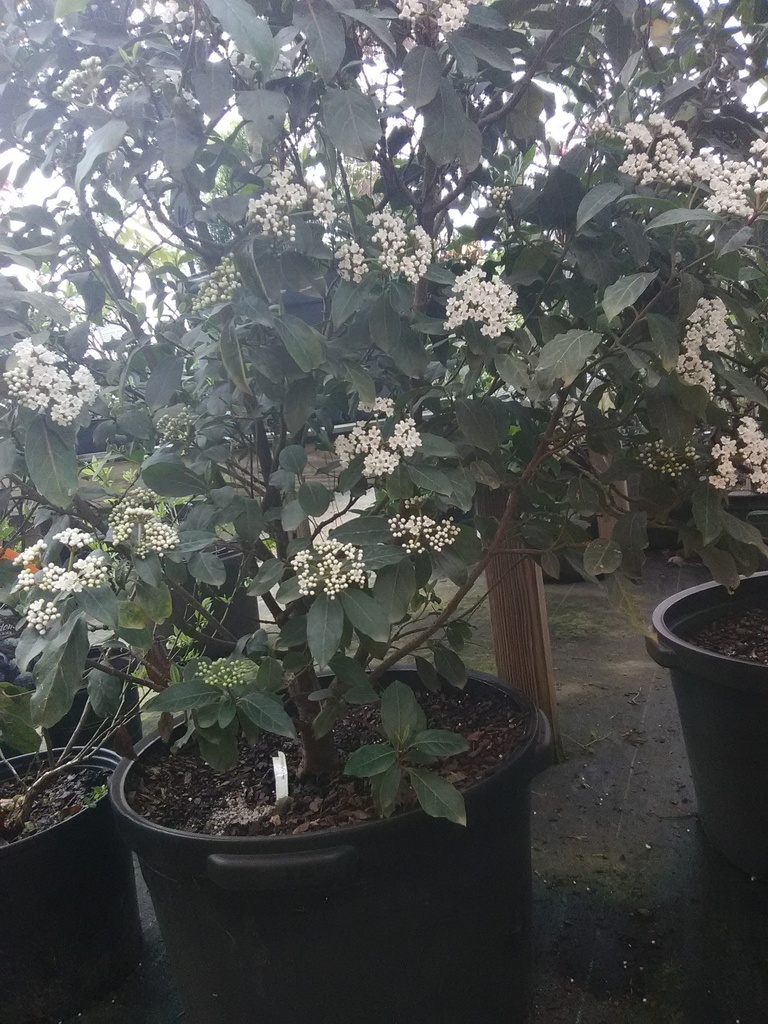 [12348394-3g-container-sold-out] Burkwood Viburnum – Fragrant Spring Flowering Shrub (3 gallon container)