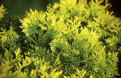 [12348367-1g-container-sold-out] Sudworth Gold Arborvitae (Thuja occidentalis 'Pumila Sudworth') (1 gallon container)