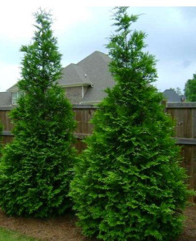 [12348366-3g-container] Green Giant Arborvitae (3 gallon container)