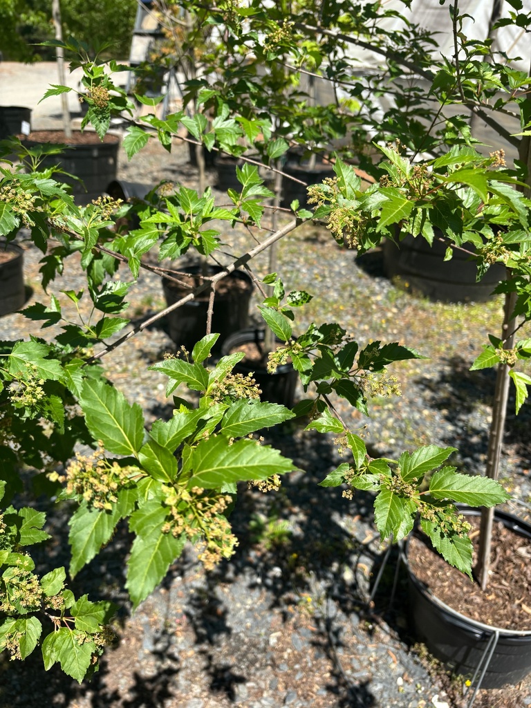 [copy-of-amur-maple-3g-container-sold-out] Amur Flame Maple (Acer ginnala 'Flame') (3 gallon container)