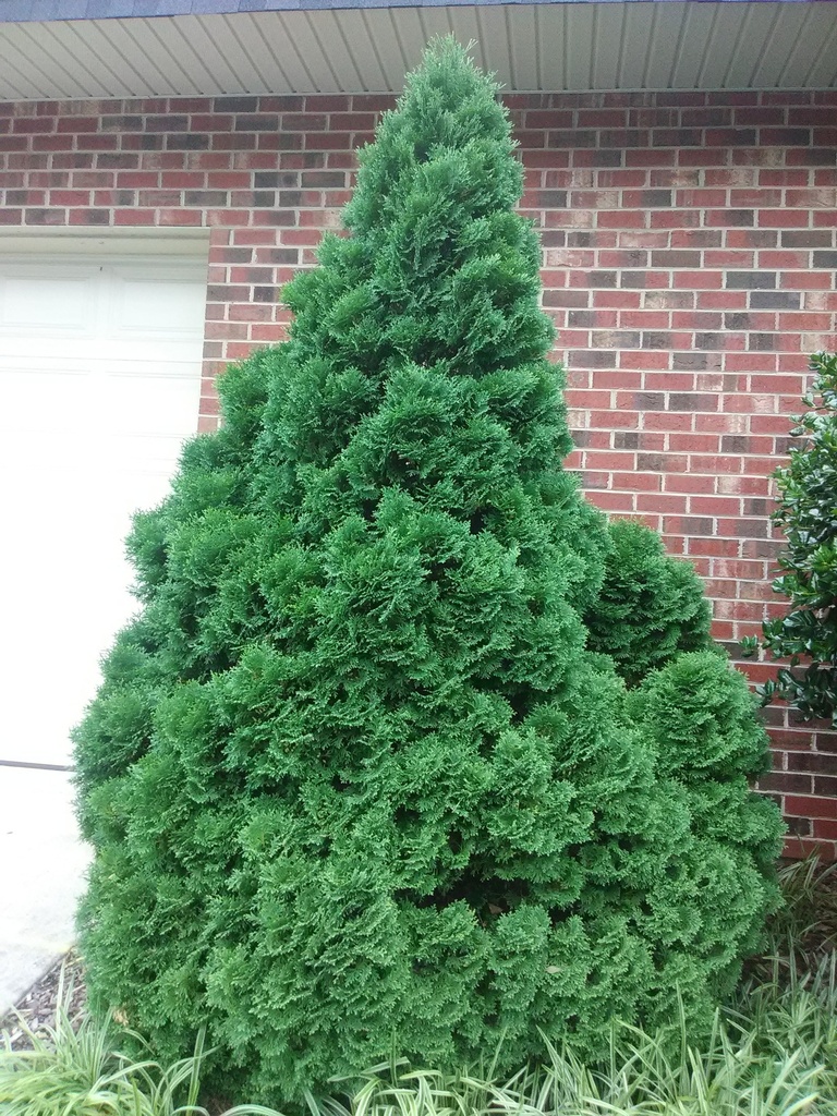 [12348364-3g-container] Holmstrup Arborvitae (Thuja occidentalis 'Holmstrup') (3 gallon container)