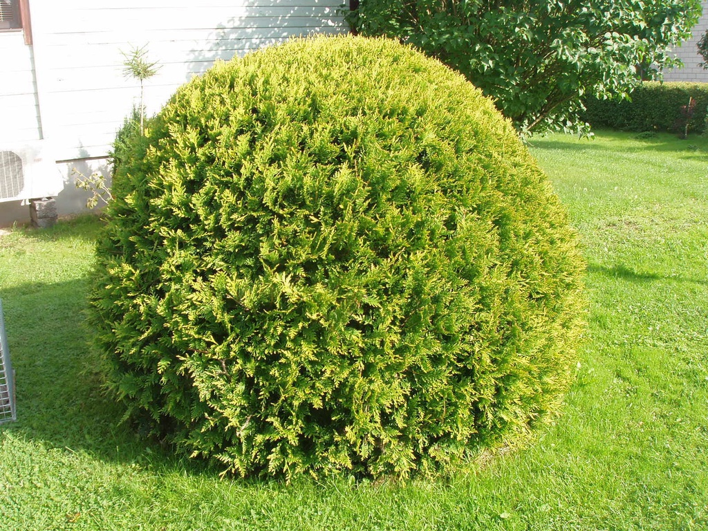 Golden Globe Arborvitae (Thuja occidentalis 'Golden Globe')