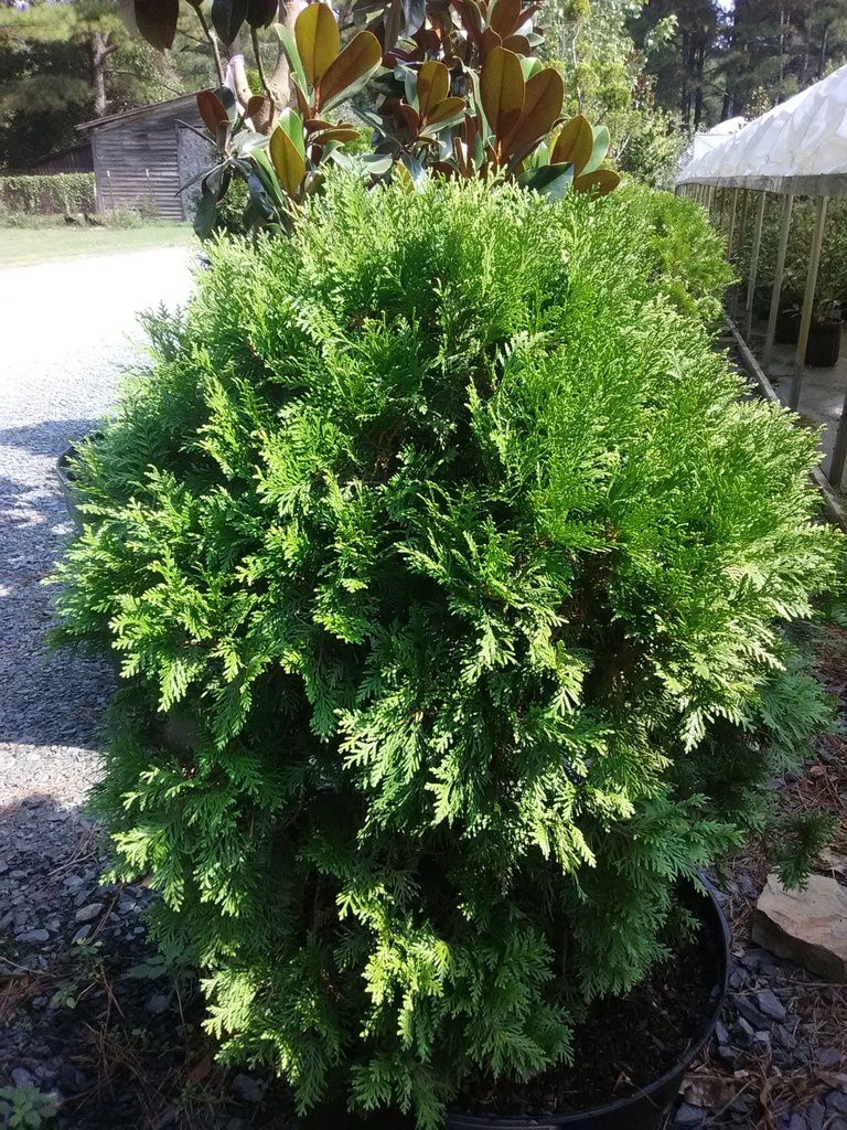 [12348361-3g-container-sold-out] Woodward Globe Arborvitae (Thuja occidentalis 'Woodwardi') (3 gallon container)