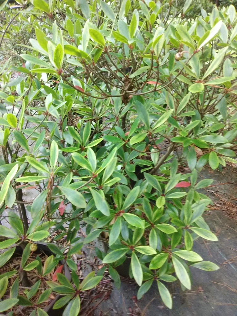 [12348360-3g-container-sold-out] Variegated Japanese Cleyera (Ternstroemia gymnanthera 'Variegata') (3 gallon container)