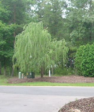 [12348338-2g-container] Weeping Willow - Salix babylonica (2 gallon container)
