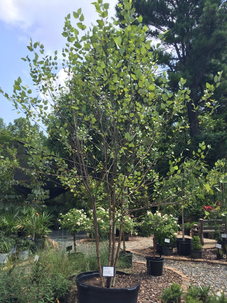 [copy-of-heritage-river-birch-15g-container] River Birch - Multi Stem