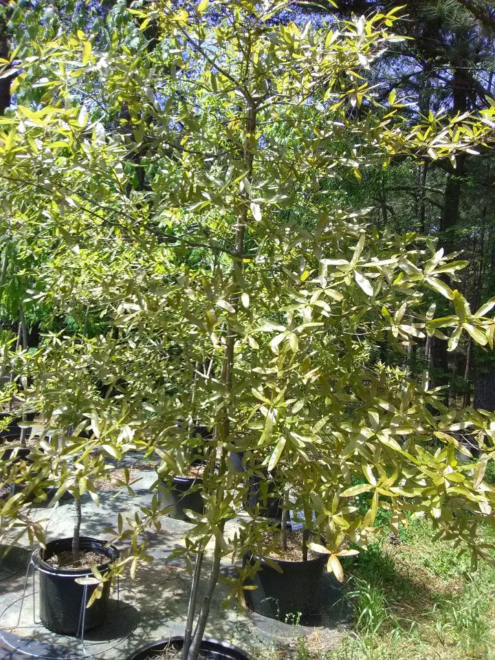 Willow Oak (Quercus phellos) - Shade Tree