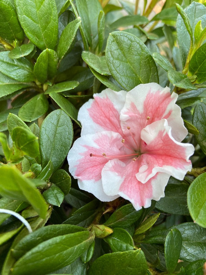 [7/22/26 KC A5] Autumn Starburst Encore Azalea - Reblooming Evergreen Shrub