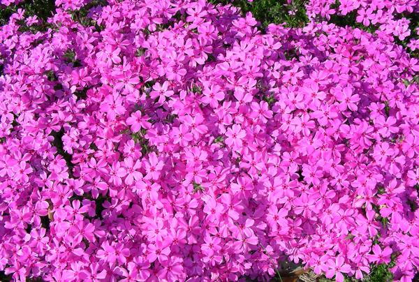 [12348232-1g-container-sold-out] Red Wings Creeping Phlox | Phlox subulata 'Red Wings' (1 gallon container)