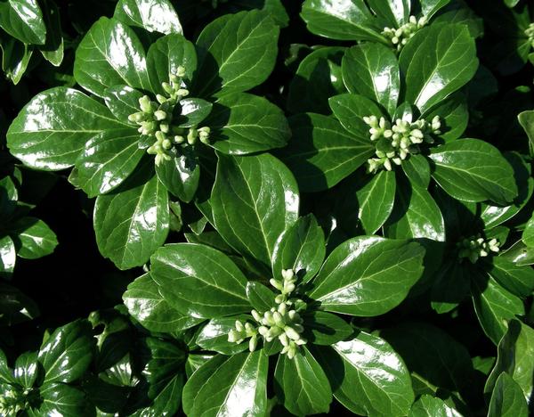 [12348214-1g-container] Green Sheen Pachysandra | Evergreen Shade Groundcover (1 gallon container)